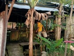 Sempat Menjerit, Peternak Babi Kembali Bernafas Legah