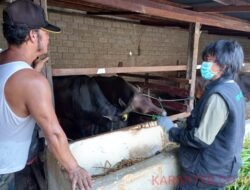 Jelang IdulAdha, DKP3 Lakukan Monitoring Ke Sejumlah Hewan Qurban