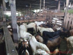 Sepekan Jelang Iduladha Penjualan Hewan Kurban Masih Sepi, Peternak Harap-harap Cemas
