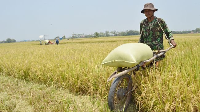 Bulog Akui Tidak Maksimal Serap Gabah Petani