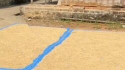 Serapan Gabah 2025 Lampaui Target, Distan PPU Bidik 15 Ribu Ton pada 2026