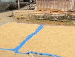 Serapan Gabah 2025 Lampaui Target, Distan PPU Bidik 15 Ribu Ton pada 2026